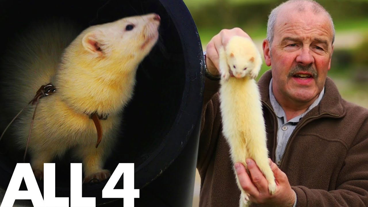 Ferrets: The World's Cutest Working Cable Guys | Superpets