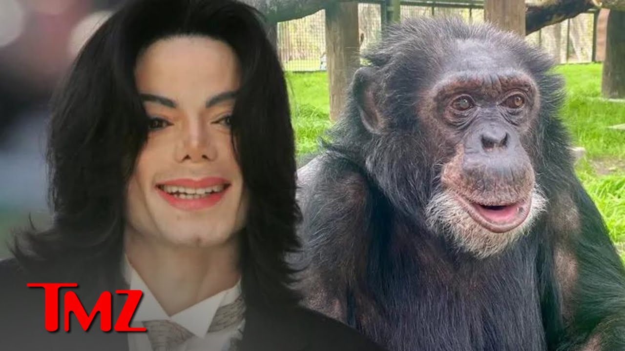 Michael Jackson Would Be Happy With Bubbles the Chimp's Life, Says Sanctuary | TMZ TV