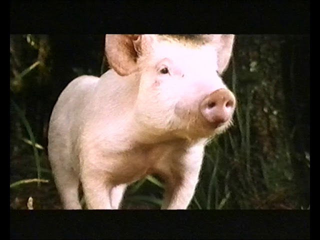 Ein Schweinchen namens Babe (Babe) (1995) - Trailer